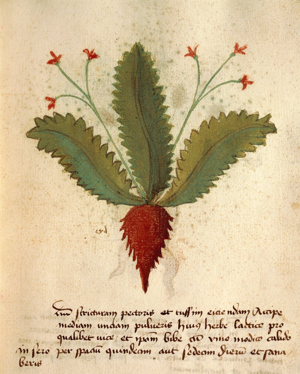 Herba Lactica da Italian School