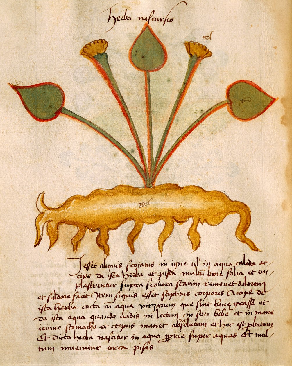 Erba Nasturzio di Orgione Rizzardo da Italian School