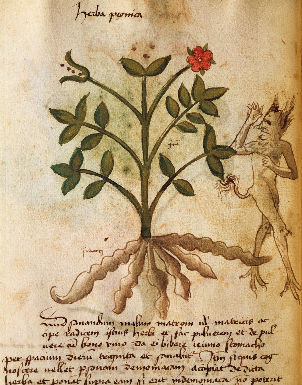 Herba Peonica da Italian School