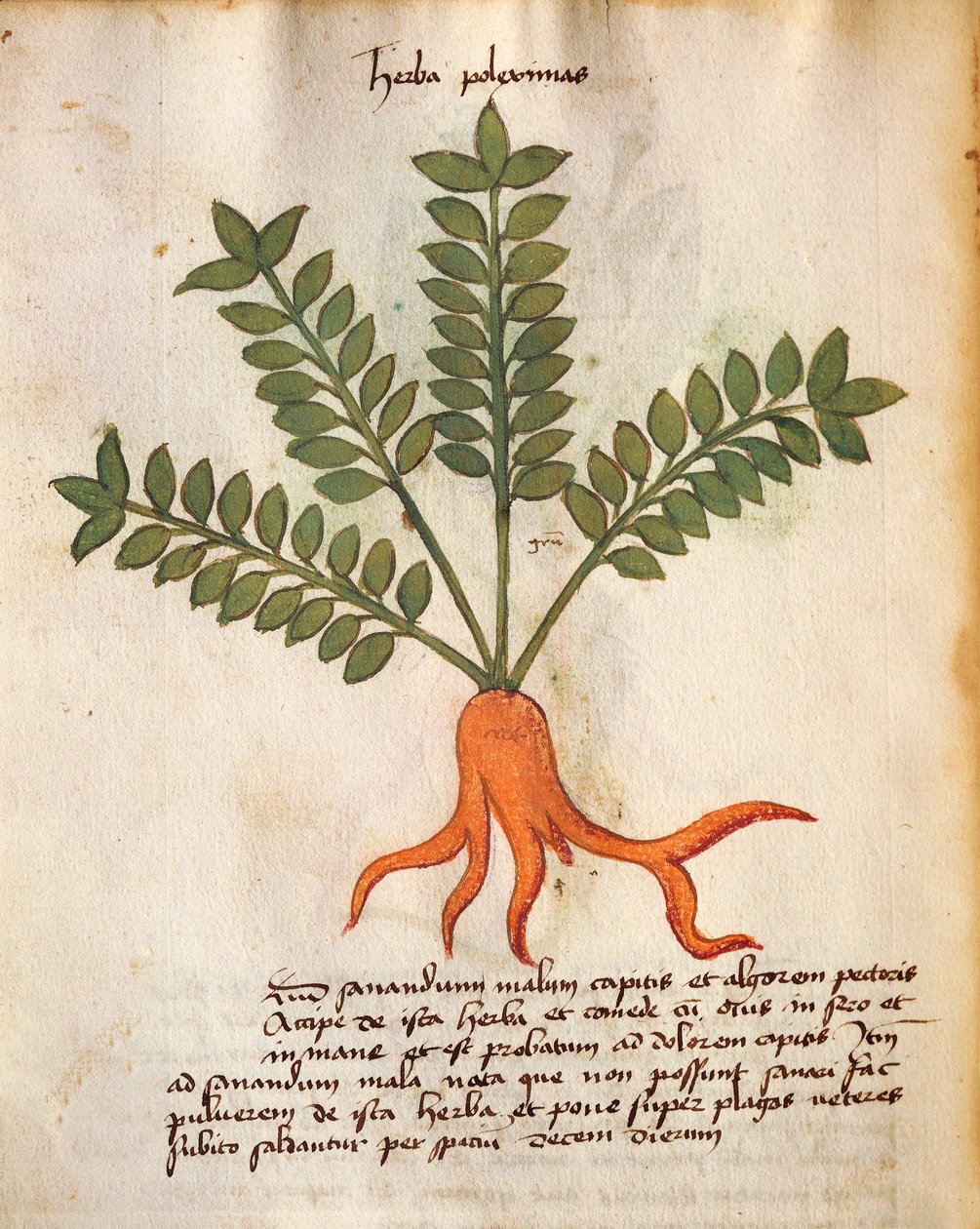 Herba Poleximos da Italian School