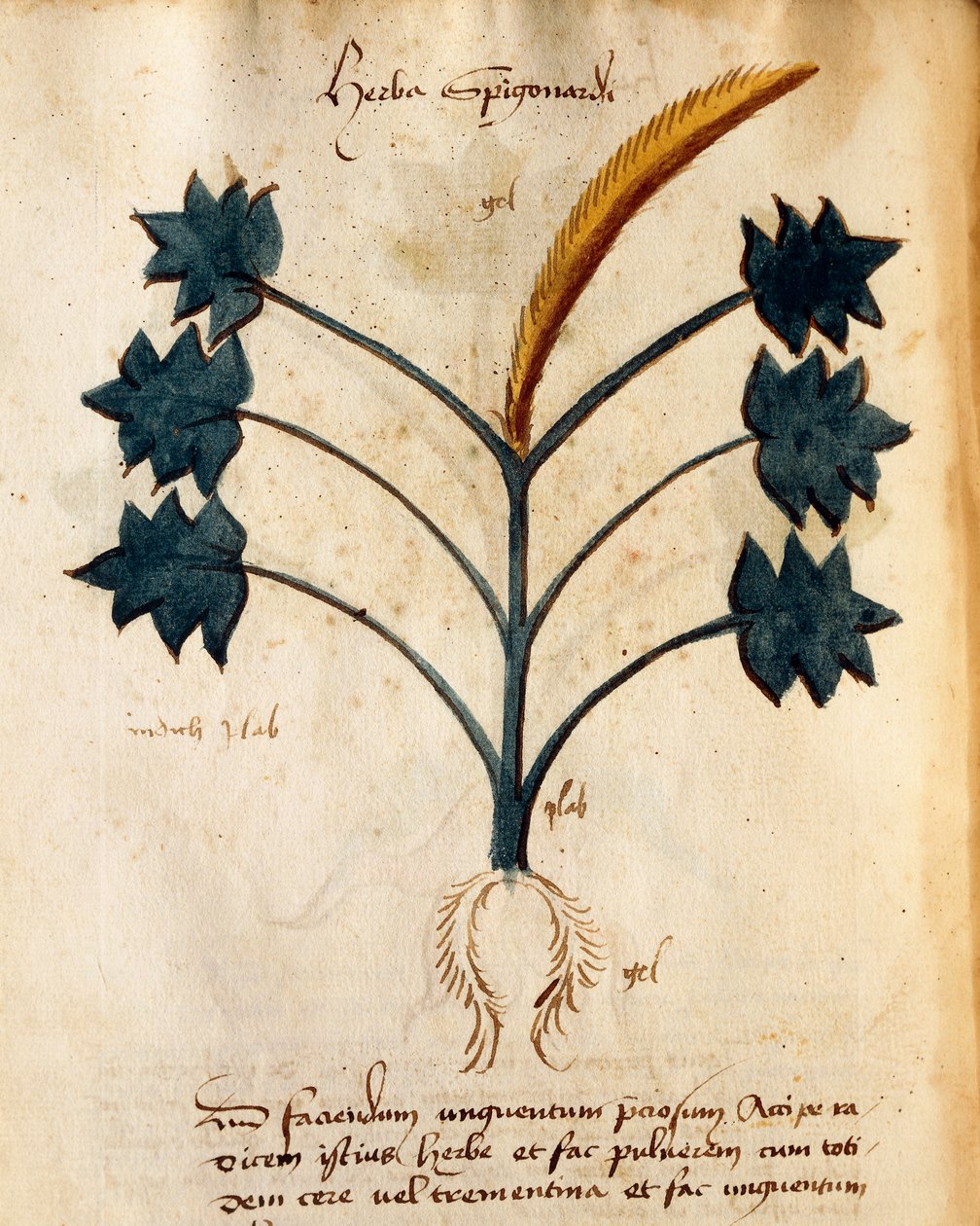 Herba Spigonardi di Orgione Rizzardo da Italian School