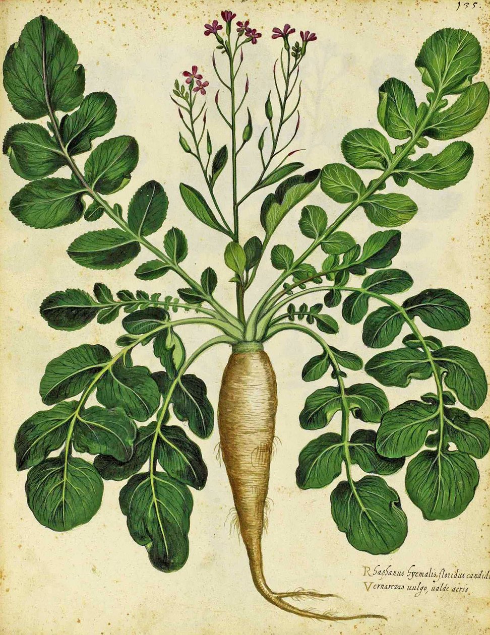 Ravanello bianco lungo di Ulisse Aldrovandi da Italian School
