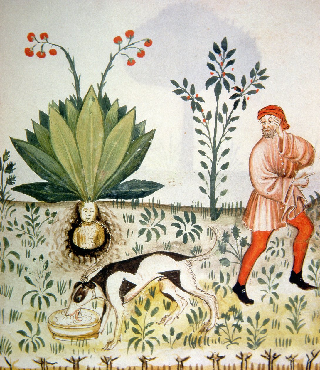 Mandragora, dal Tacuinum Sanitatis da Italian School