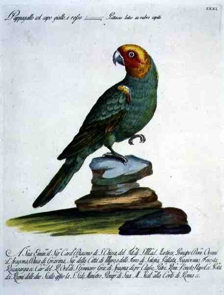Pappagallo, c.1767-76 da Italian School