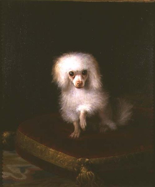 Barboncino su un cuscino da Italian School