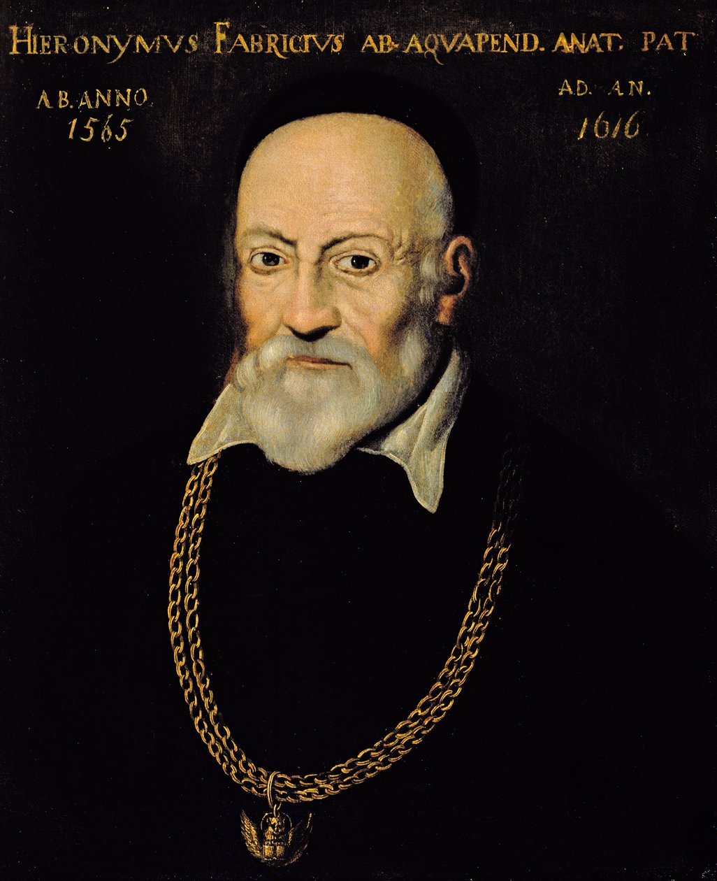 Ritratto di Geronimo Fabricius da Italian School