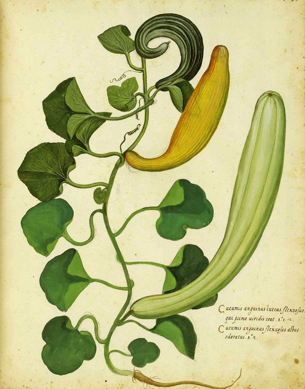 Zucca serpente di Ulisse Aldrovandi da Italian School