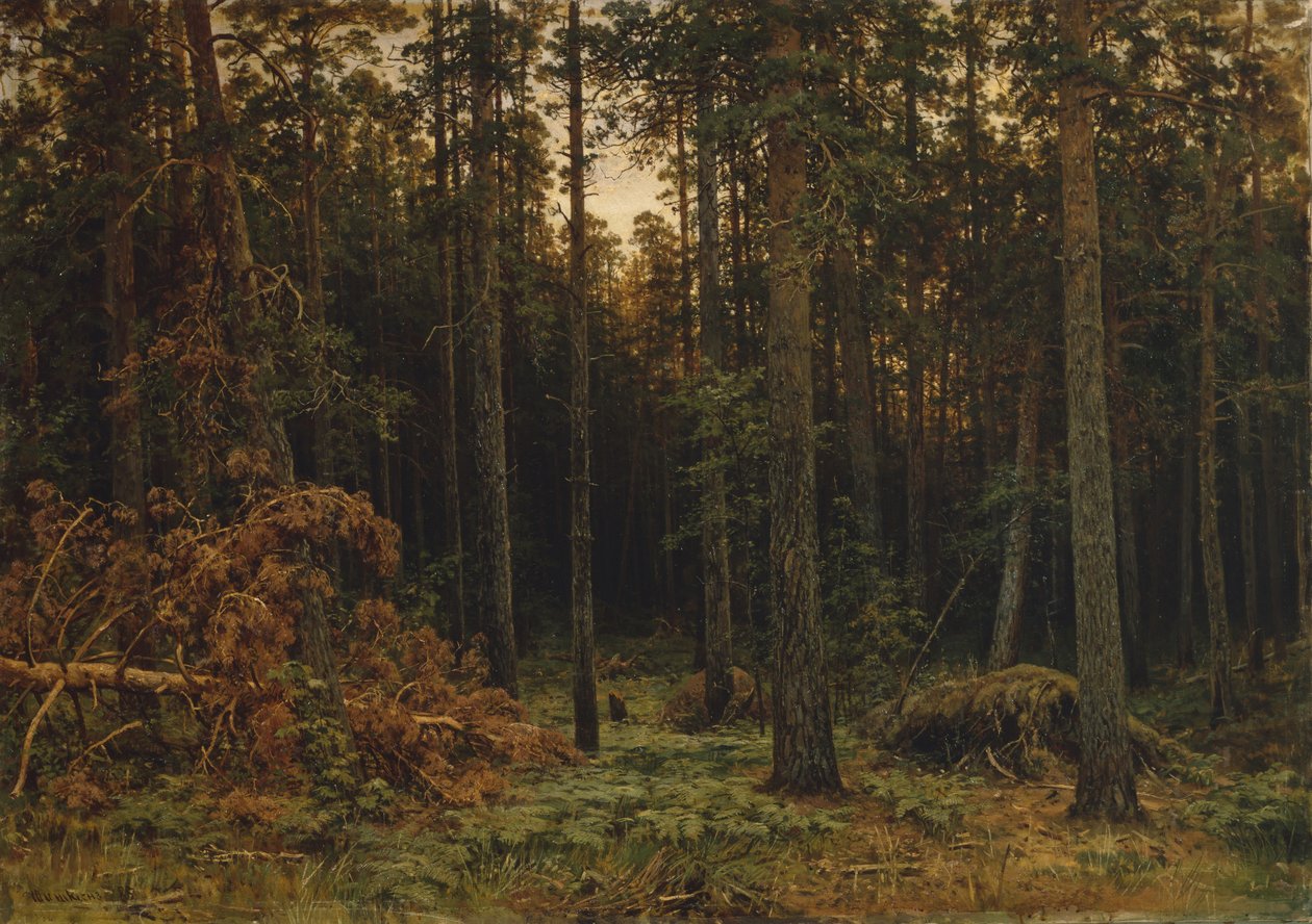 Pineta, 1885 da Ivan Ivanovich Shishkin