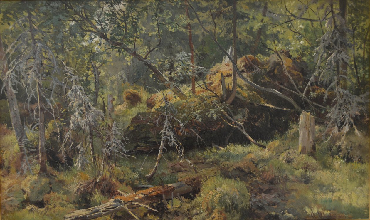 Rami. Uno studio da Ivan Ivanovich Shishkin