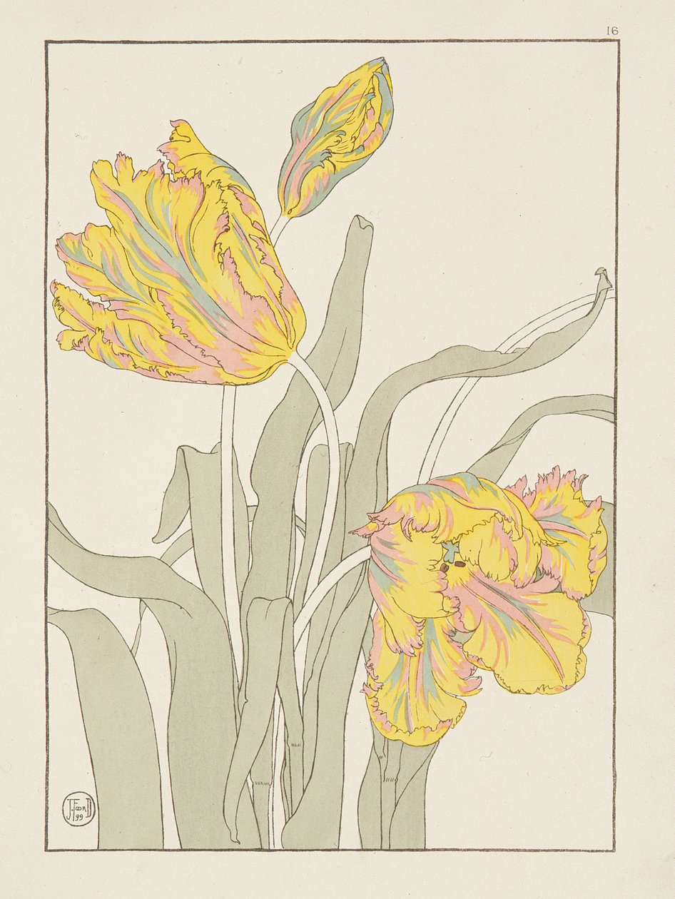 Tulipano di J. Foord (fl.1890) tavola 16 da Studi di fiori decorativi pub. 1901, 1899 da J. Foord