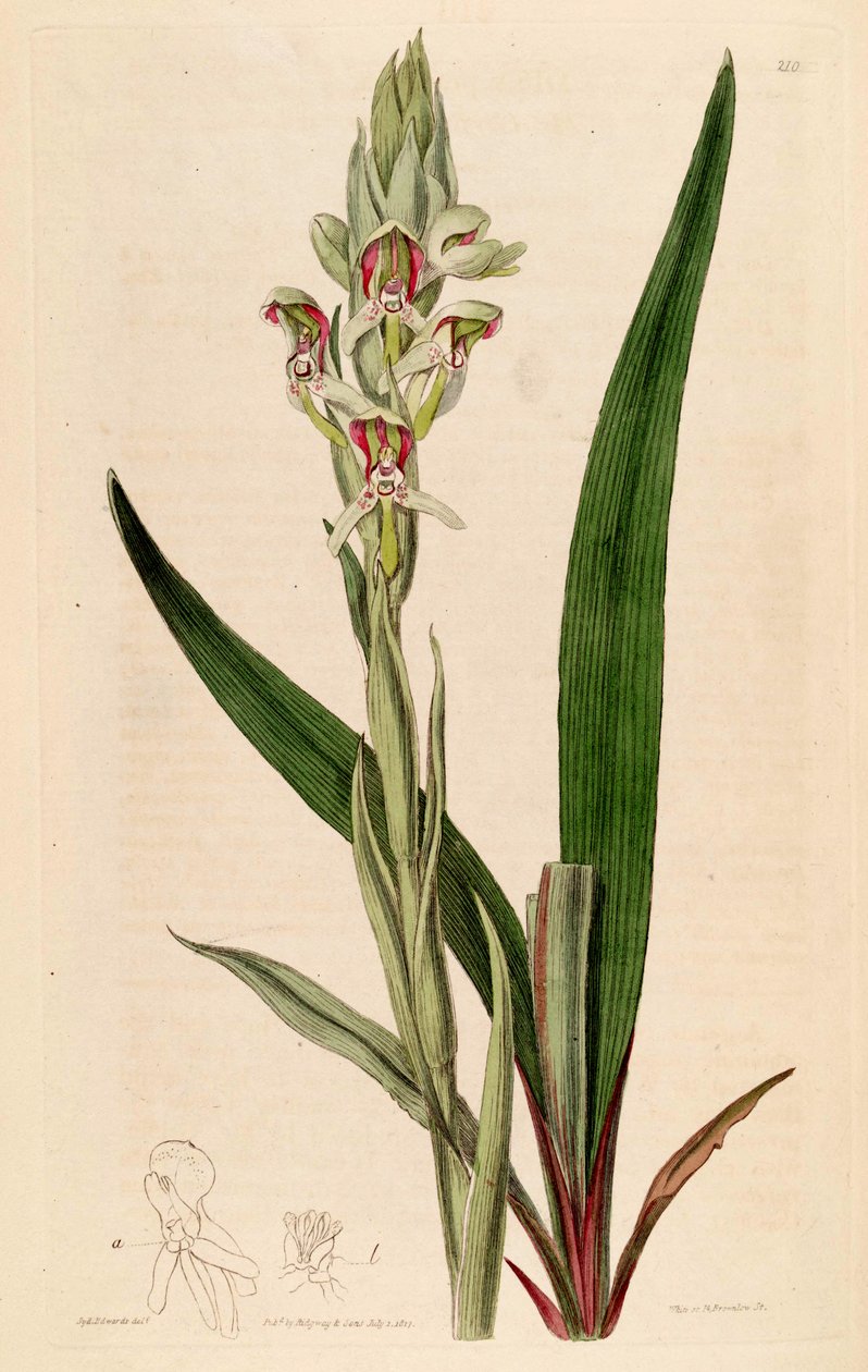 Illustrazione di Disa cernua (come sin. Disa prasinata) da Jams  Watts