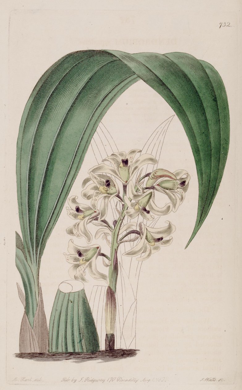 Illustrazione di Xylobium squalens (come sin. Dendrobium squalens) da Jams  Watts