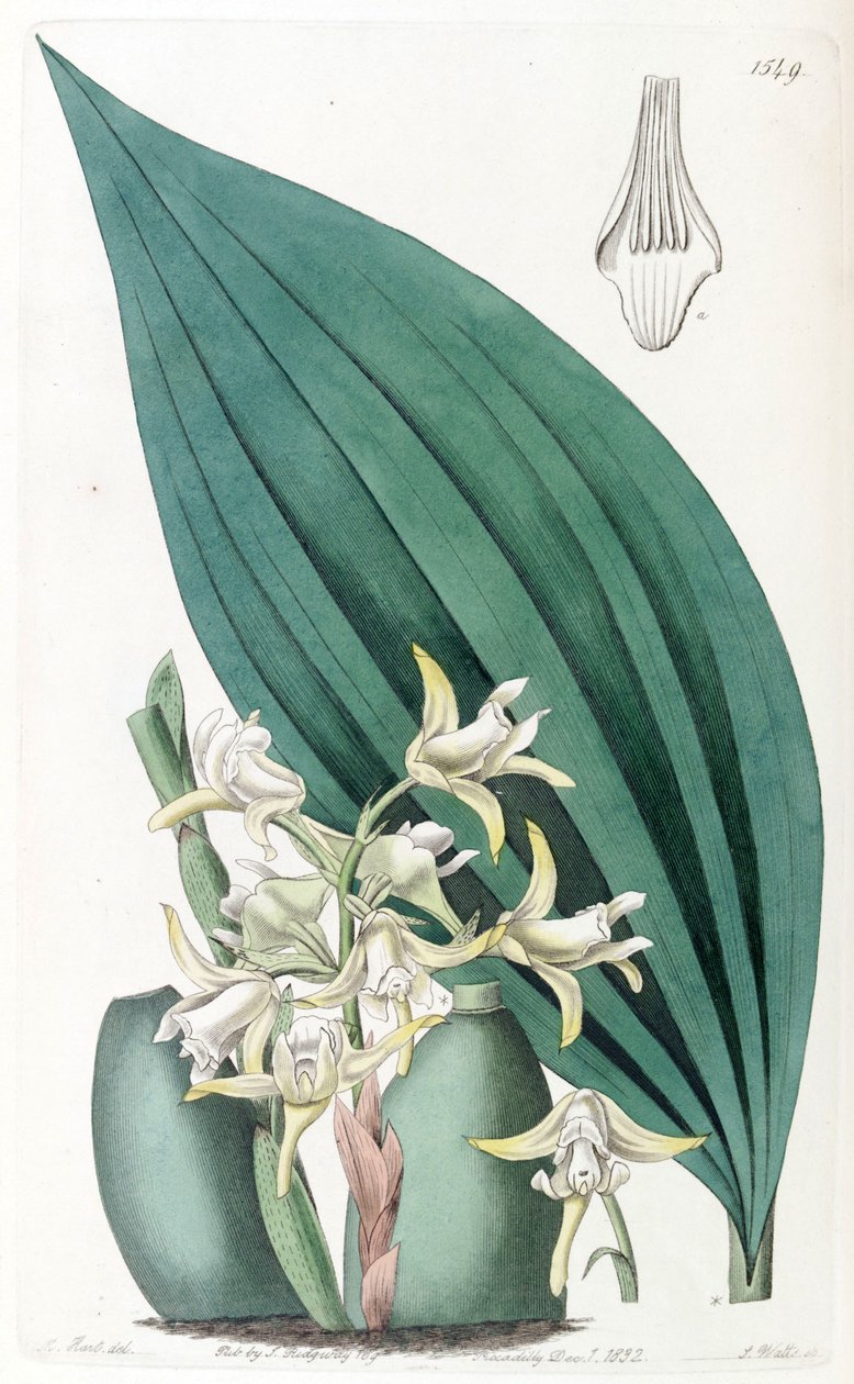 Maxillaria palmifolia (come sin. Maxillaria decolor) da Jams  Watts