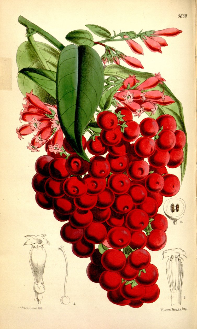 Cestrum elegans da J.D.Hooker