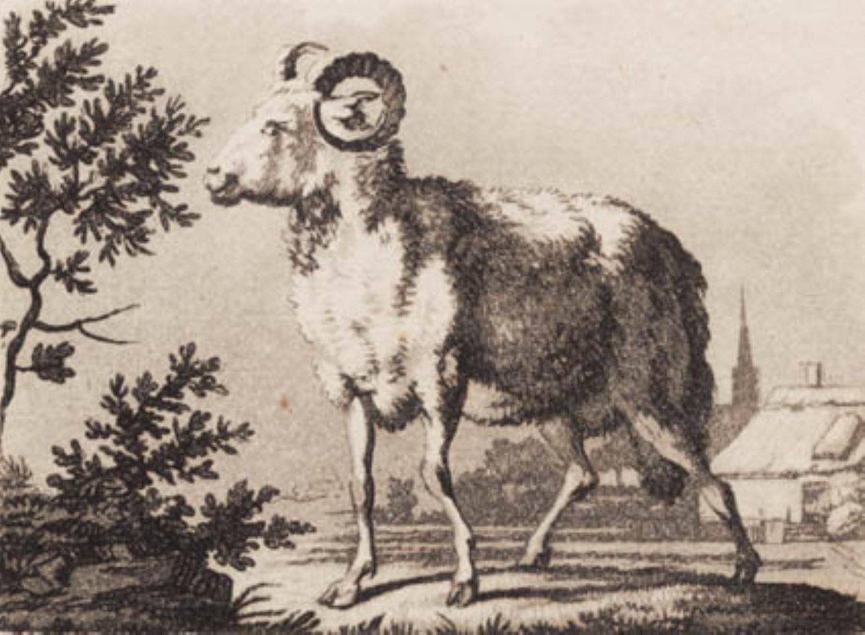 Un ariete da J.F. Clemens