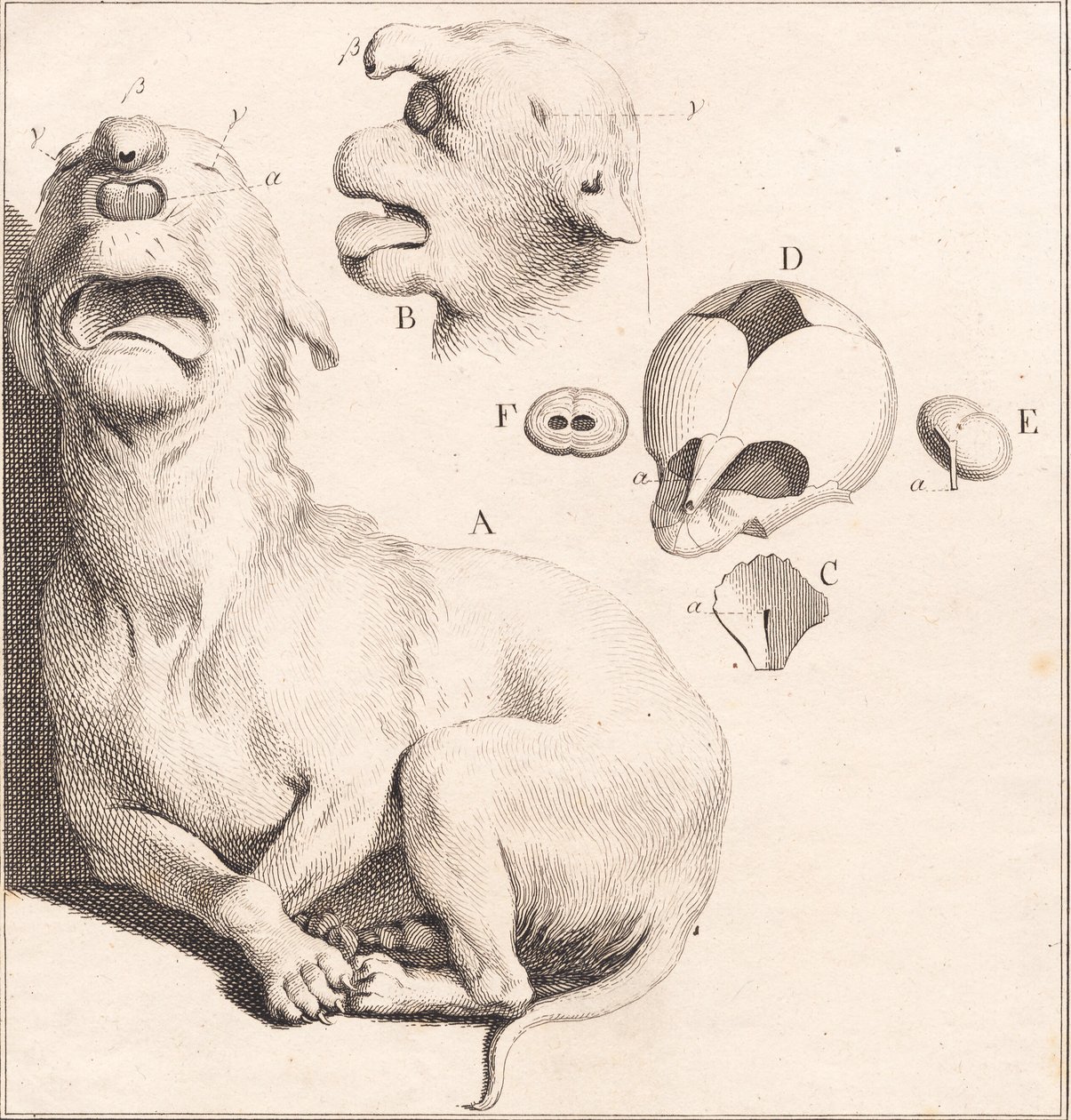 Un cucciolo di cane deforme da J.F. Clemens