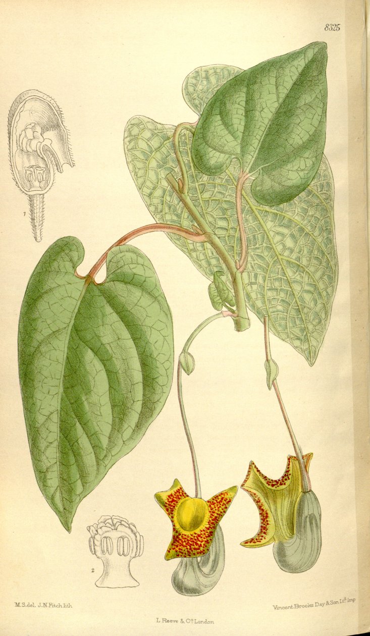 Aristolochia moupinensis da J.N. Fitch