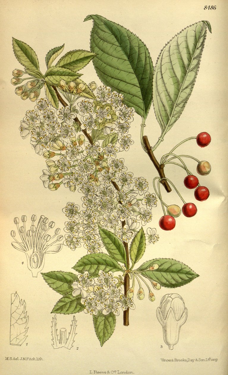 Prunus pensylvanica, Rosaceae da J.N. Fitch