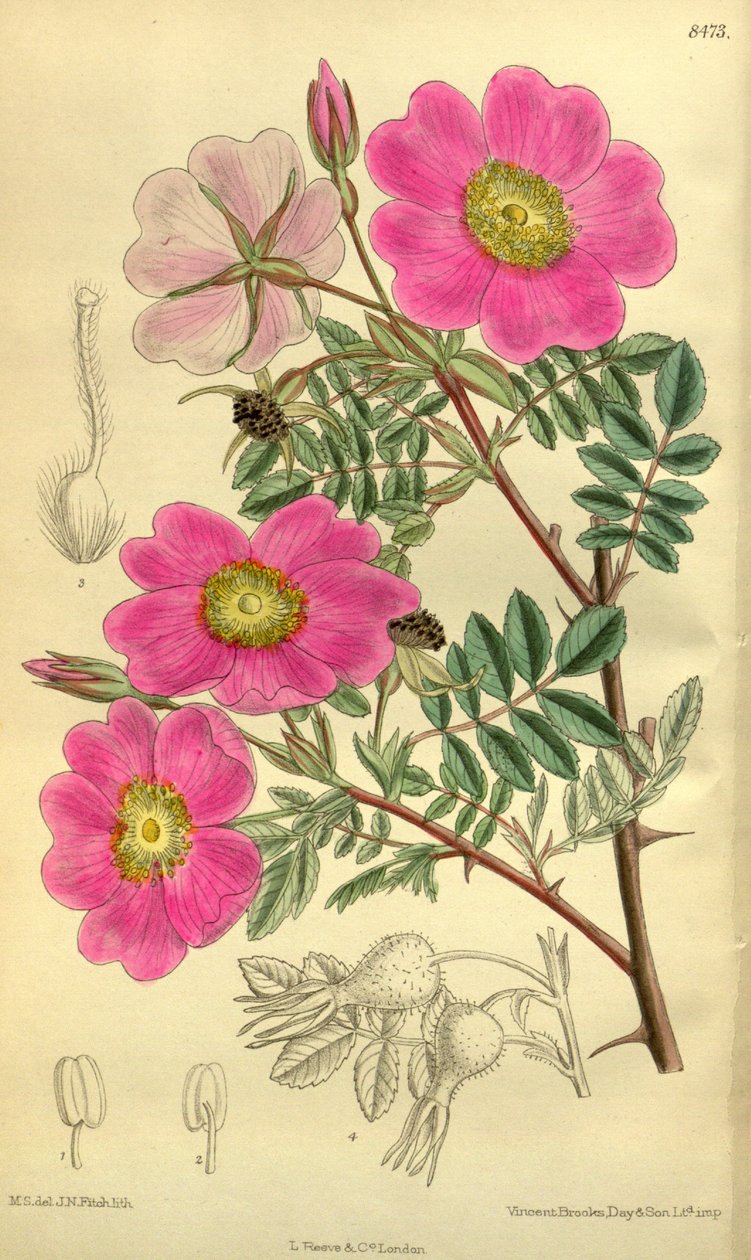 Rosa sertata da J.N. Fitch