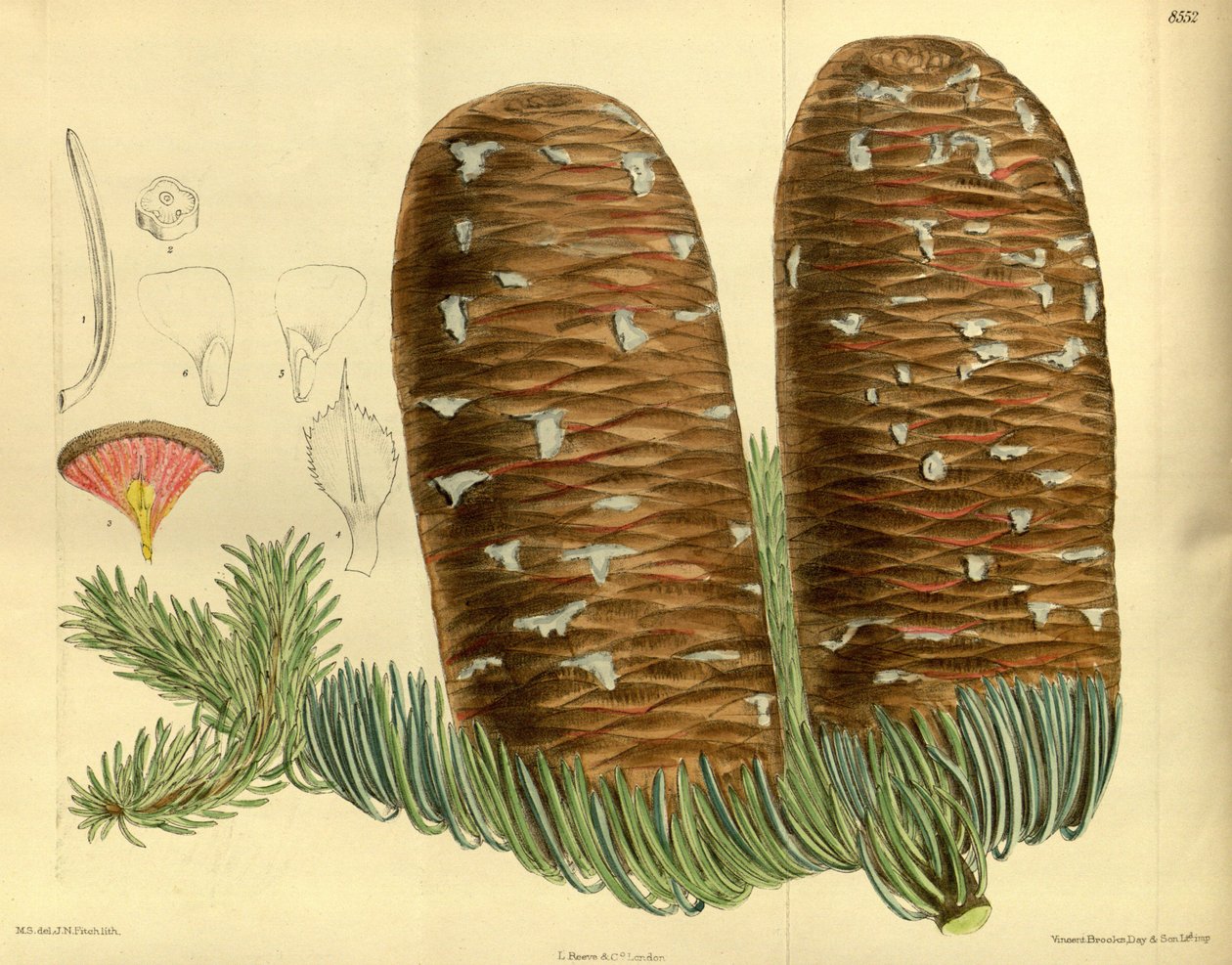 Abies magnifica, Pinaceae da J.N. Fitch