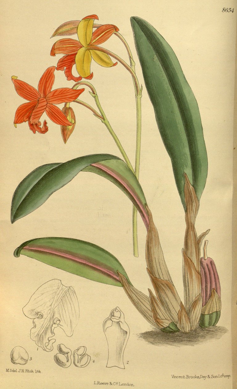 Sophrolaelia psyche, Orchidaceae da J.N. Fitch