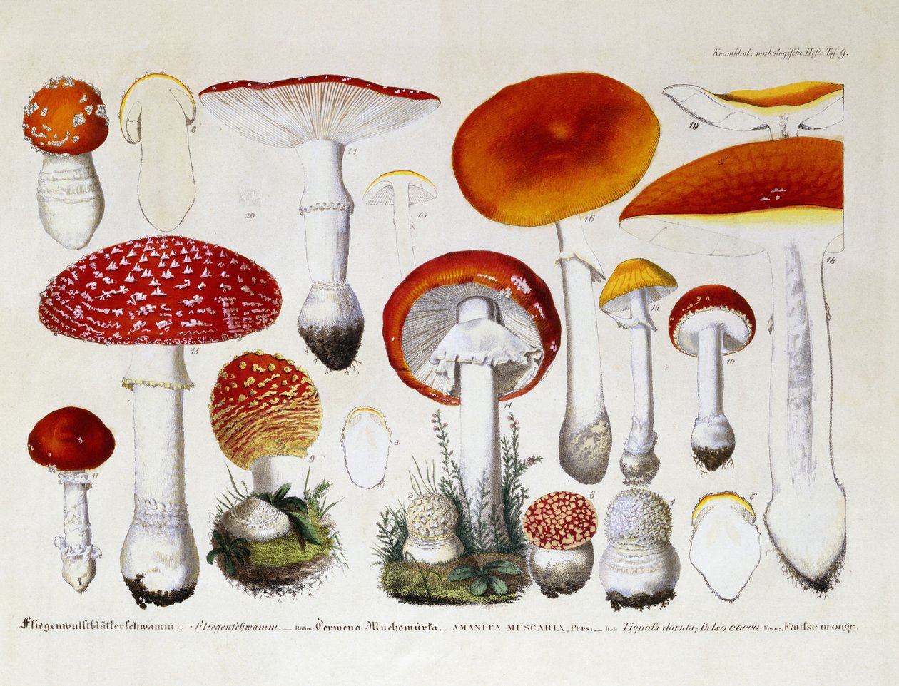 Amanita Muscaria, c.1831-46 da J. G. Calve