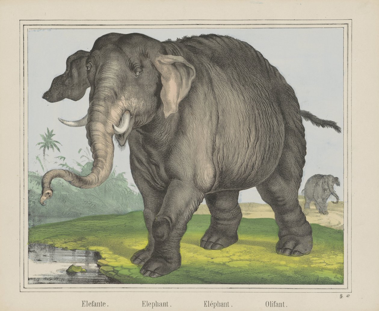 Elefante da J. Scotti