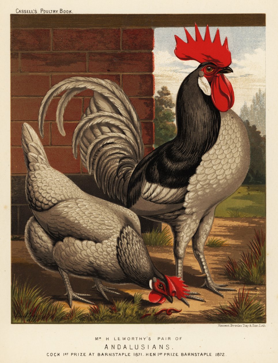 Polli andalusi da J. W. (after) Ludlow