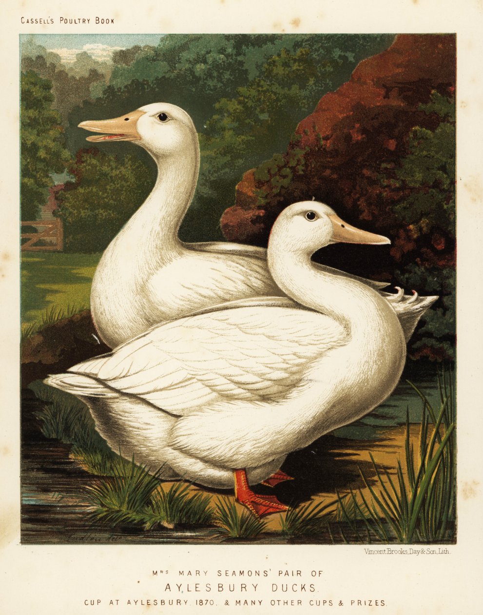 Anatre di Aylesbury da J. W. (after) Ludlow