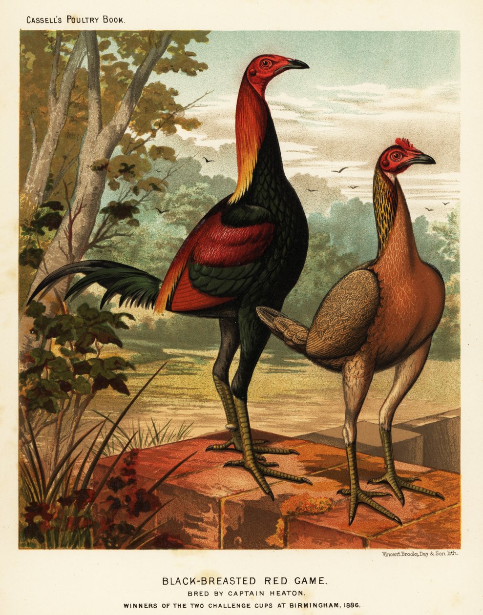Uccelli da combattimento rosso petto nero da J. W. (after) Ludlow