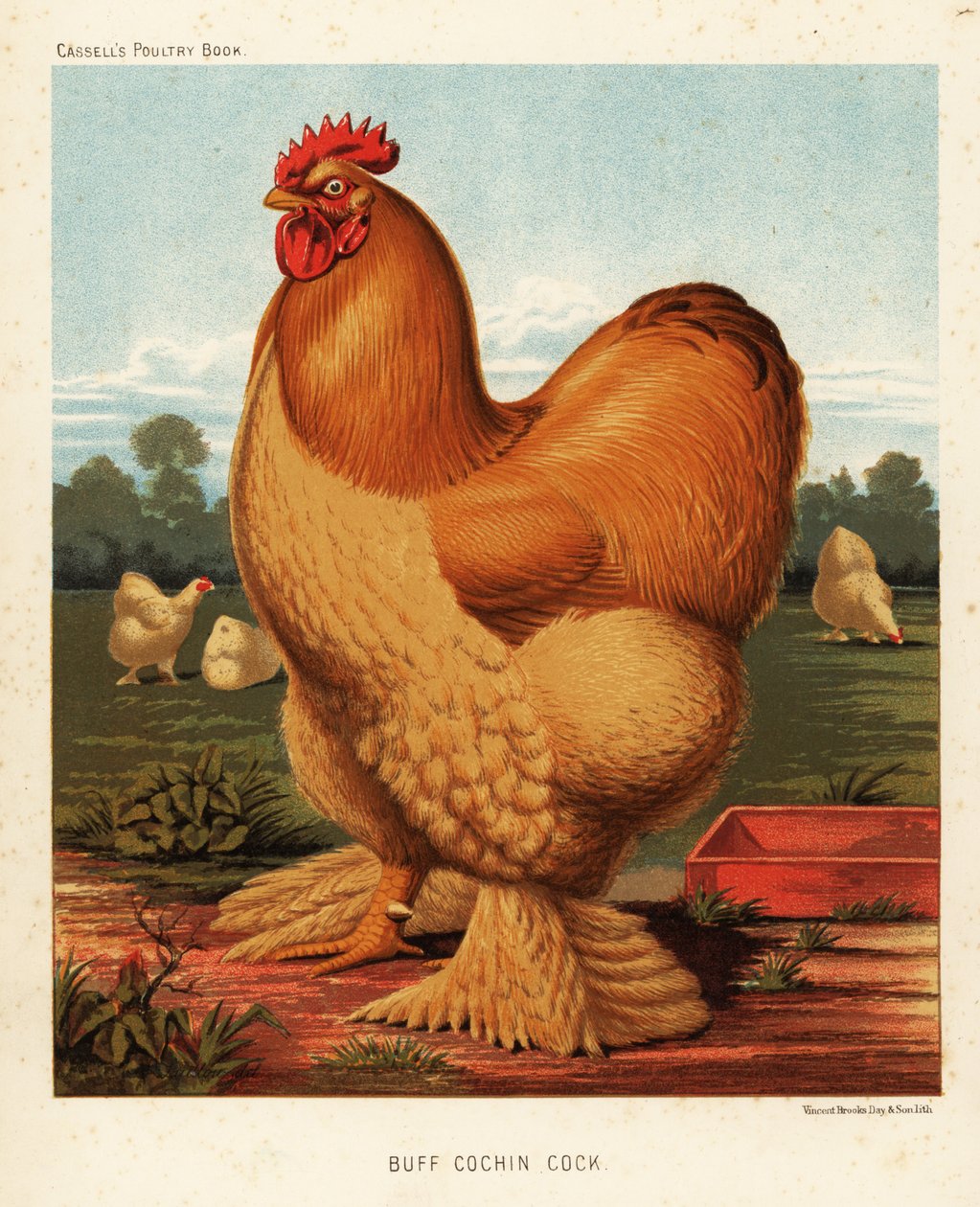 Gallo Cochin fulvo da J. W. (after) Ludlow