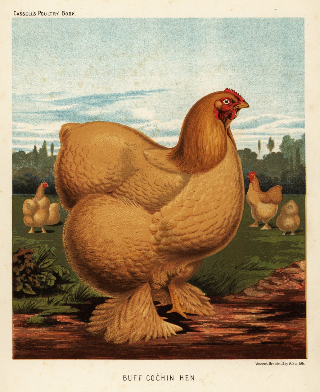 Gallina Cochin fulva da J. W. (after) Ludlow