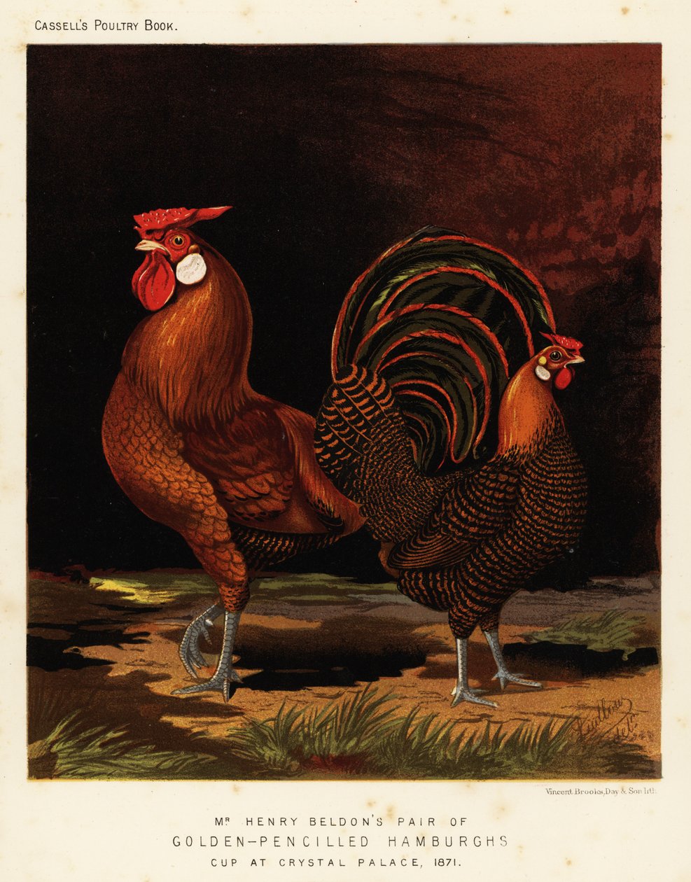 Hamburgh dorato a matita da J. W. (after) Ludlow