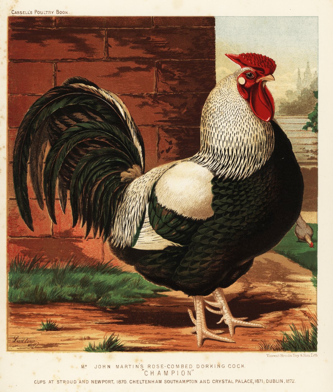 Gallo Dorking a pettine rosa da J. W. (after) Ludlow