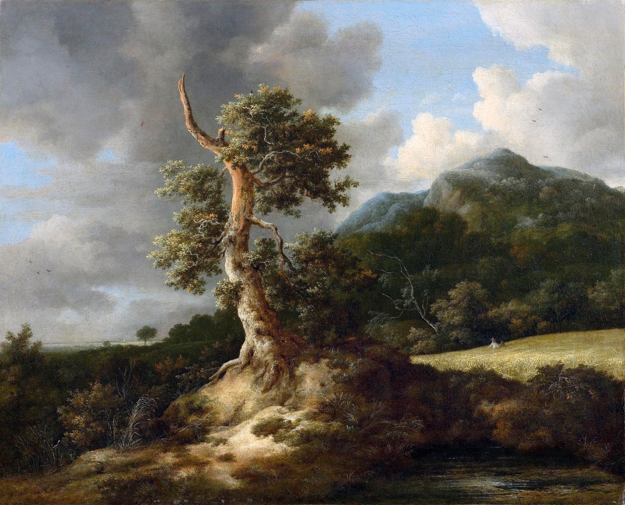 Paesaggio montano con quercia nodosa davanti a un campo di grano da Jacob van Ruisdael