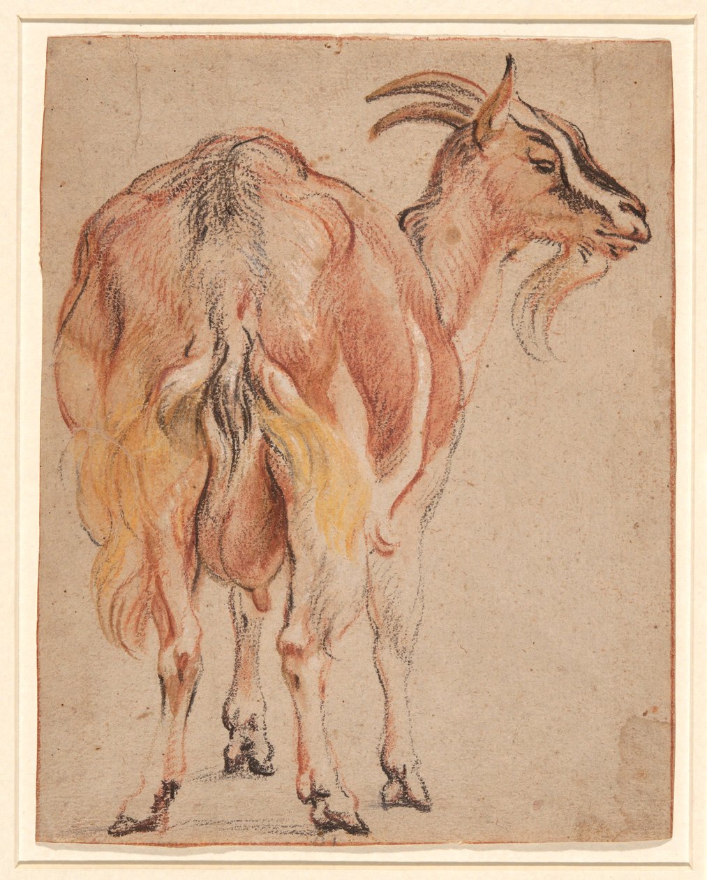 Capra da Jacob Jordaens