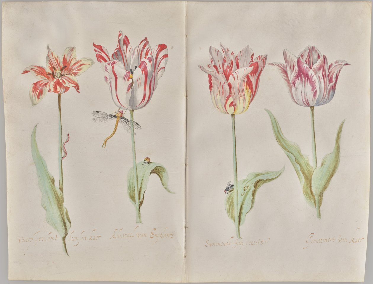 Quattro tulipani da Jacob Marrel