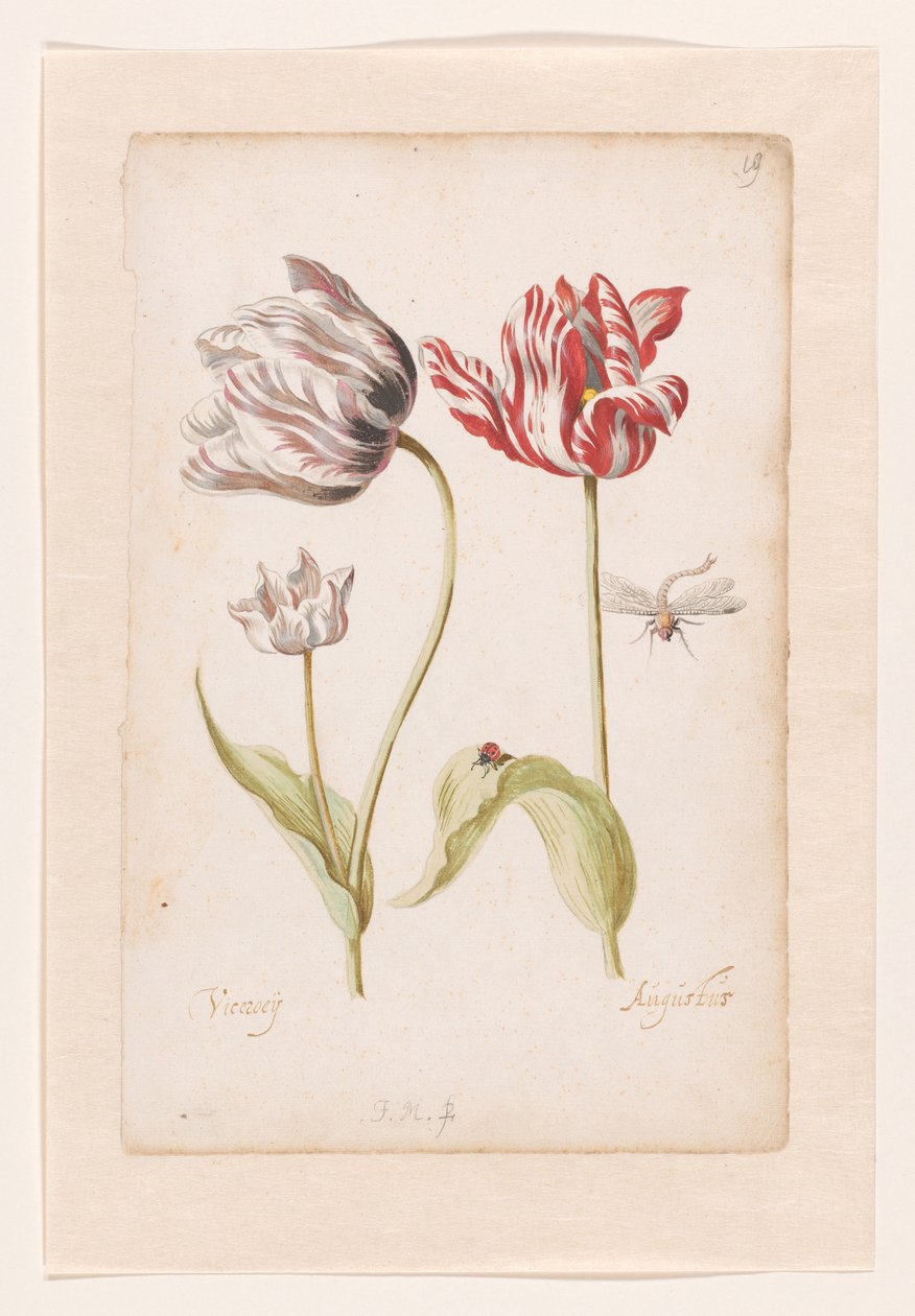 Due tulipani con insetti da Jacob Marrel