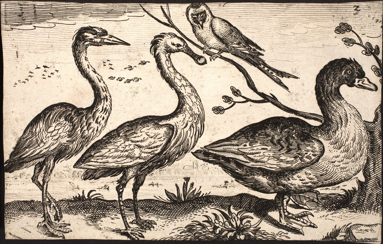 Airone, spatola, uccello e oca da Jacob Matham