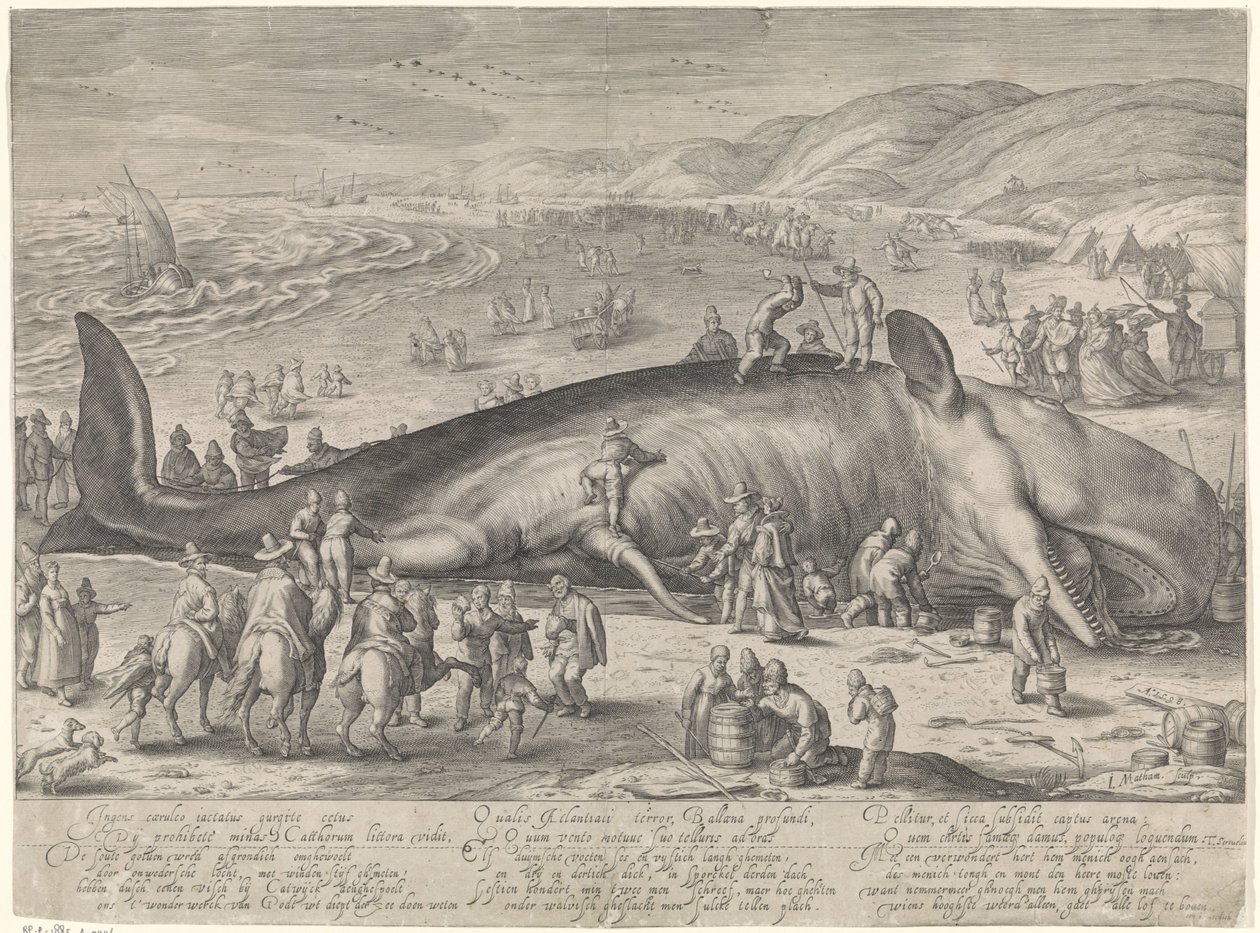 Balena arenata a Berckhey, 1598 da Jacob Matham