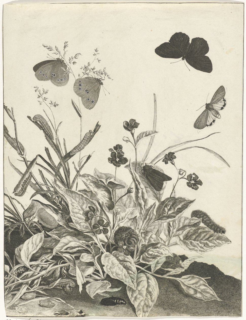 Piante con farfalle e bruchi da Jacob l
