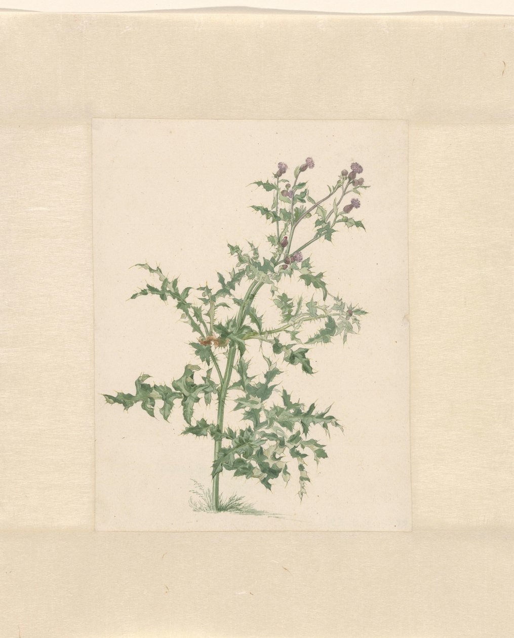 Pianta in fiore da Jacob van Eynden (II)