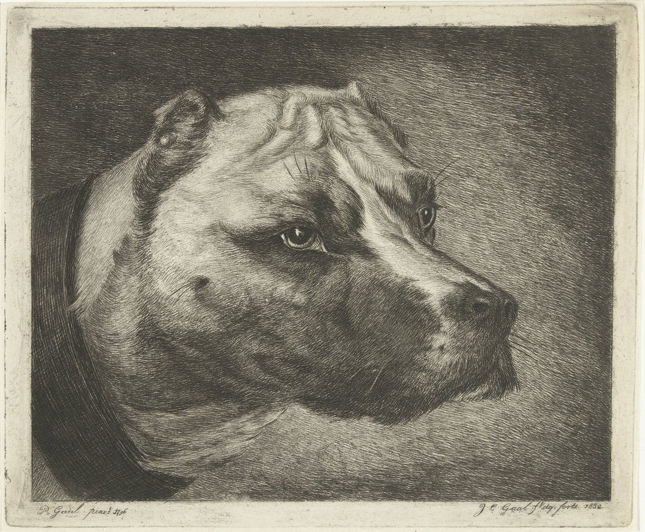 Testa di cane con collare da Jacobus Cornelis Gaal