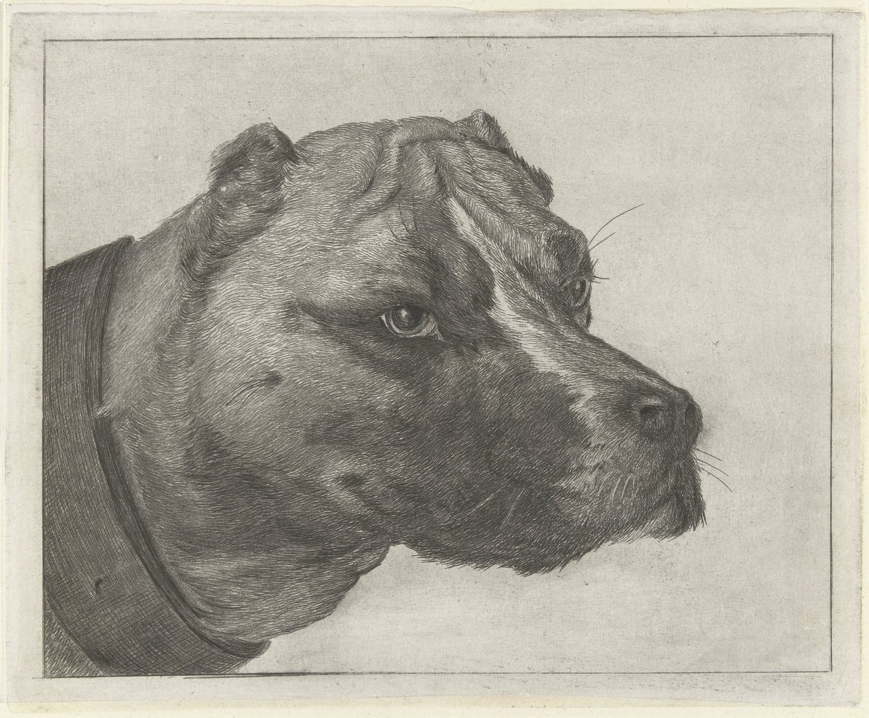 Testa di cane con collare da Jacobus Cornelis Gaal