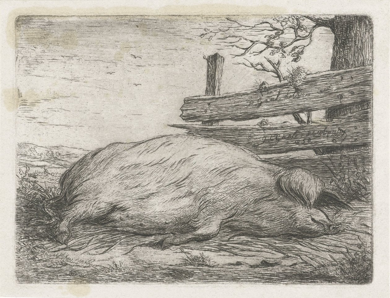 Cinghiale sdraiato da Jacobus Cornelis Gaal