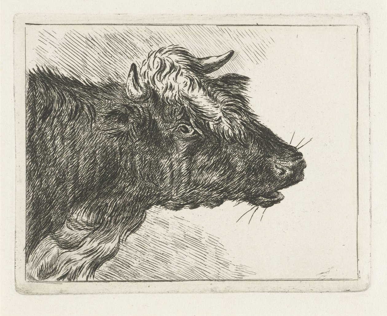 Bue muggente da Jacobus Cornelis Gaal