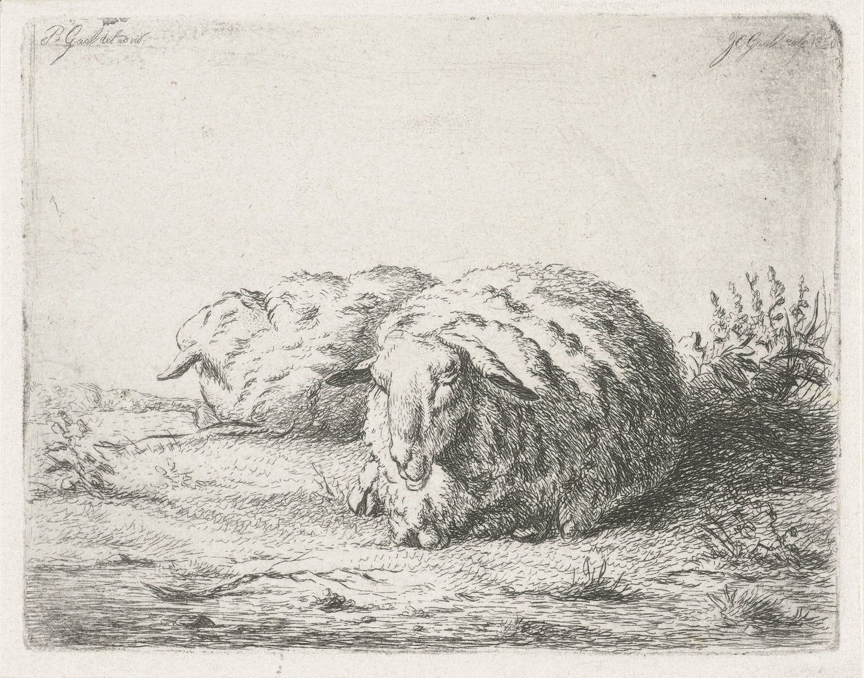 Due pecore sdraiate da Jacobus Cornelis Gaal