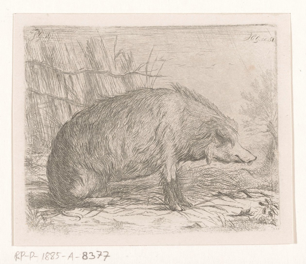 Cinghiale seduto da Jacobus Cornelis Gaal
