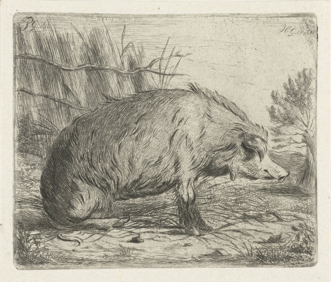 Cinghiale seduto da Jacobus Cornelis Gaal