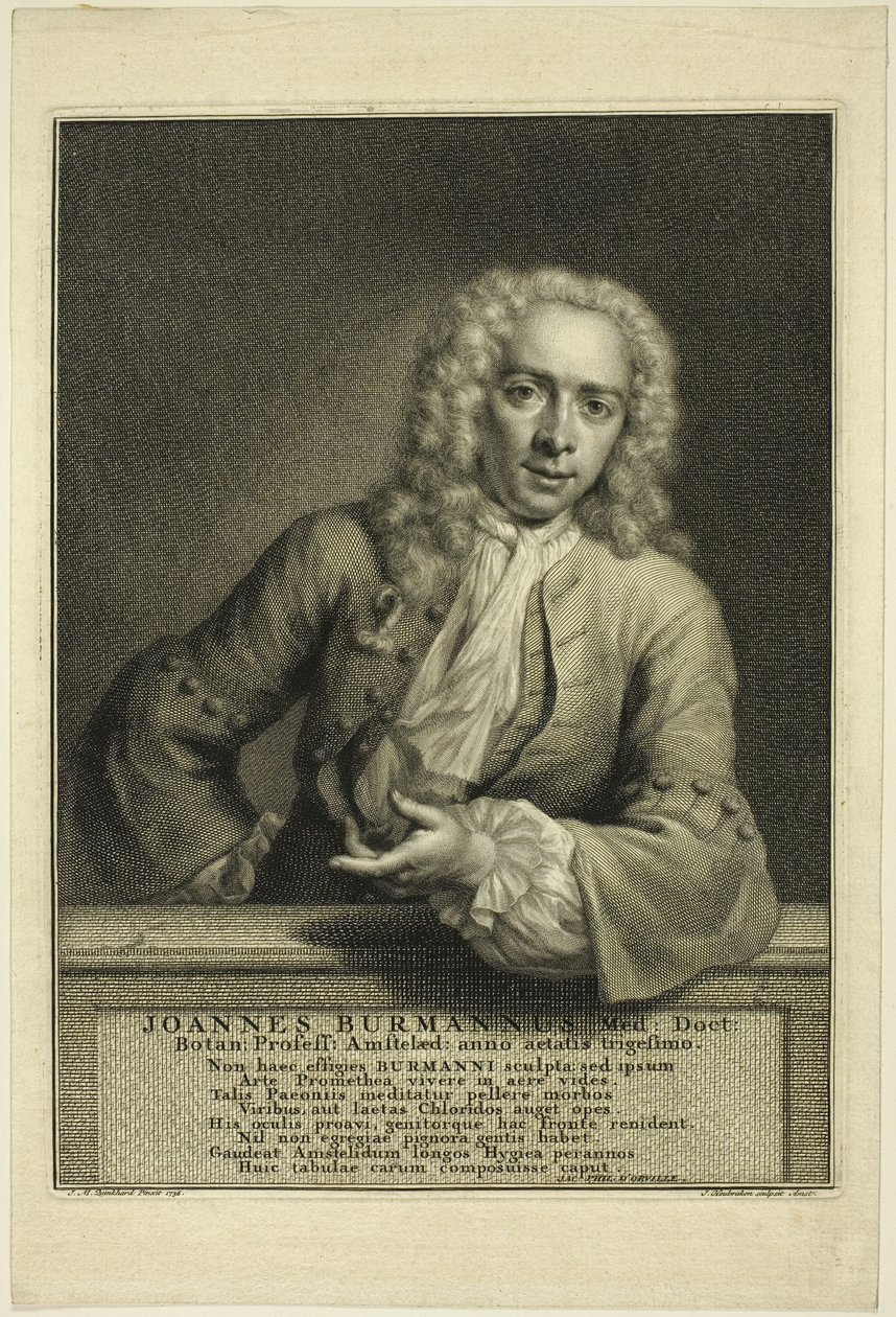 J. Burmannus da Jacobus Houbraken